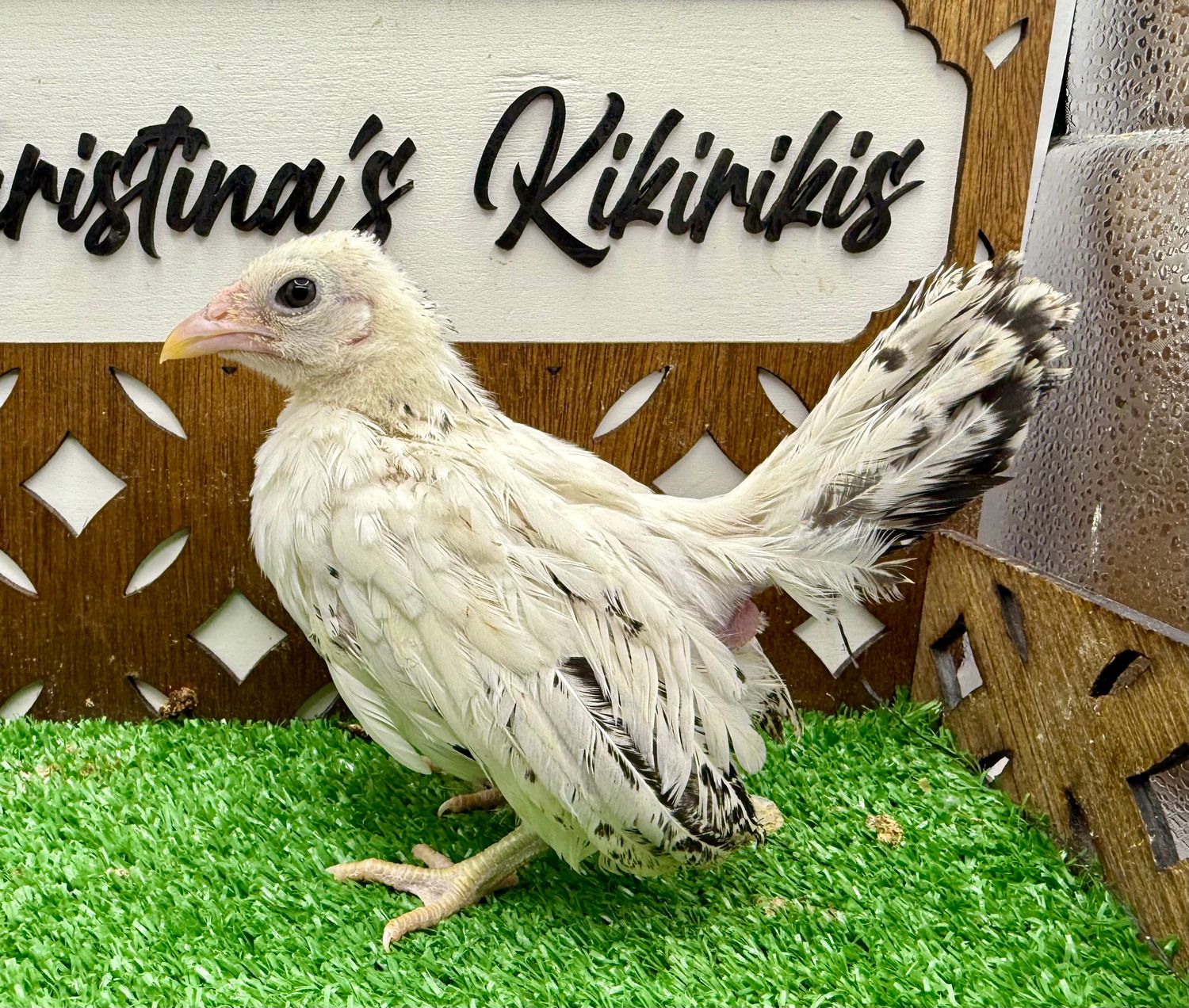 Possible Pullet