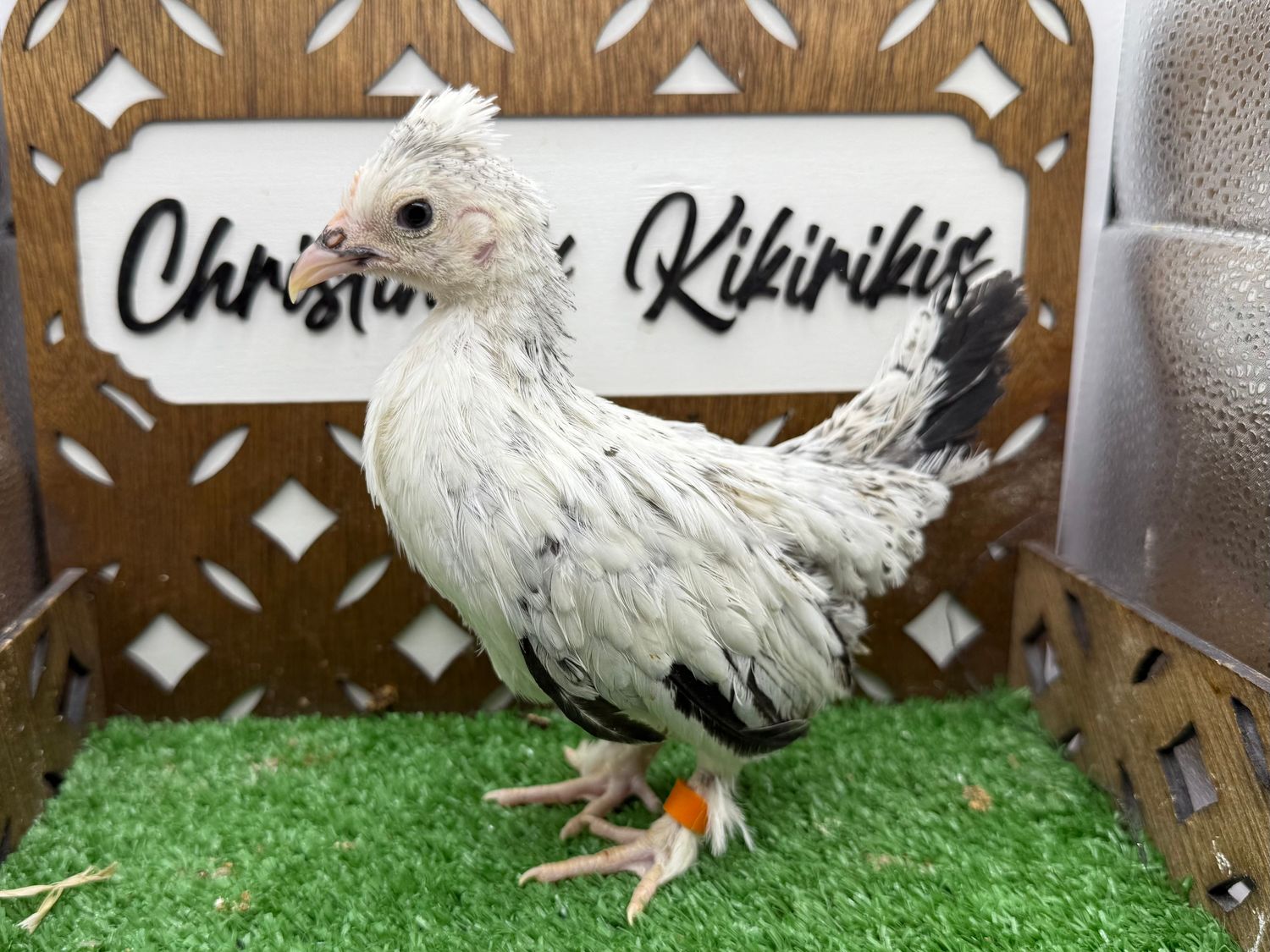 Possible Pullet