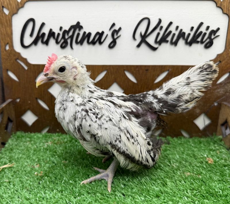 Cockerel