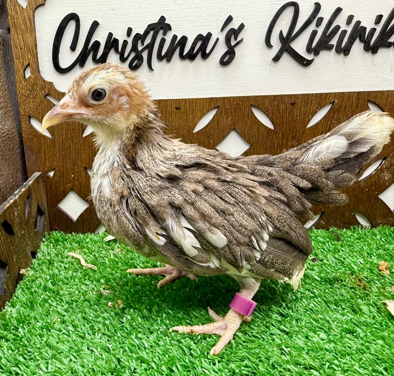 Possible Pullet