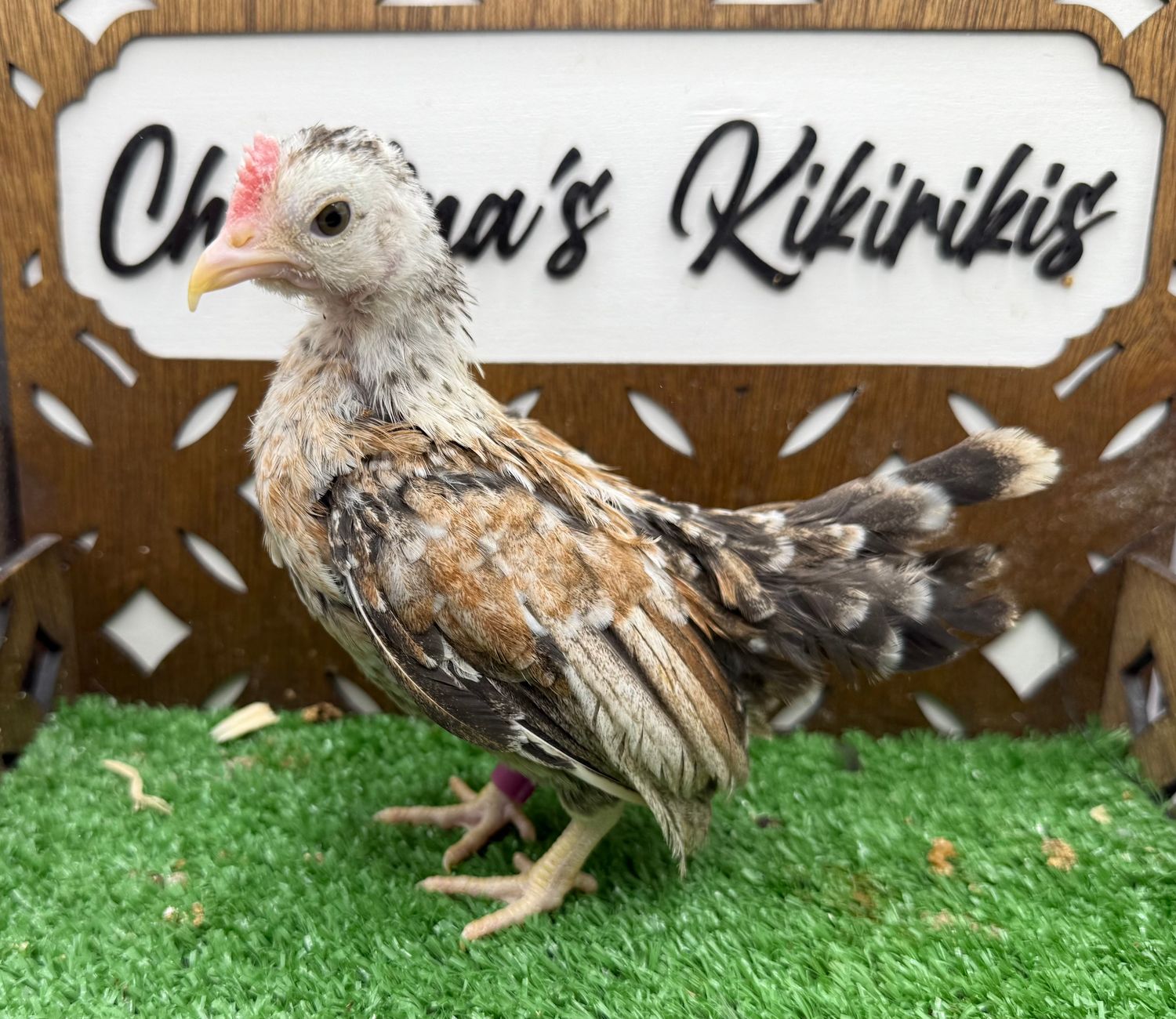 Cockerel