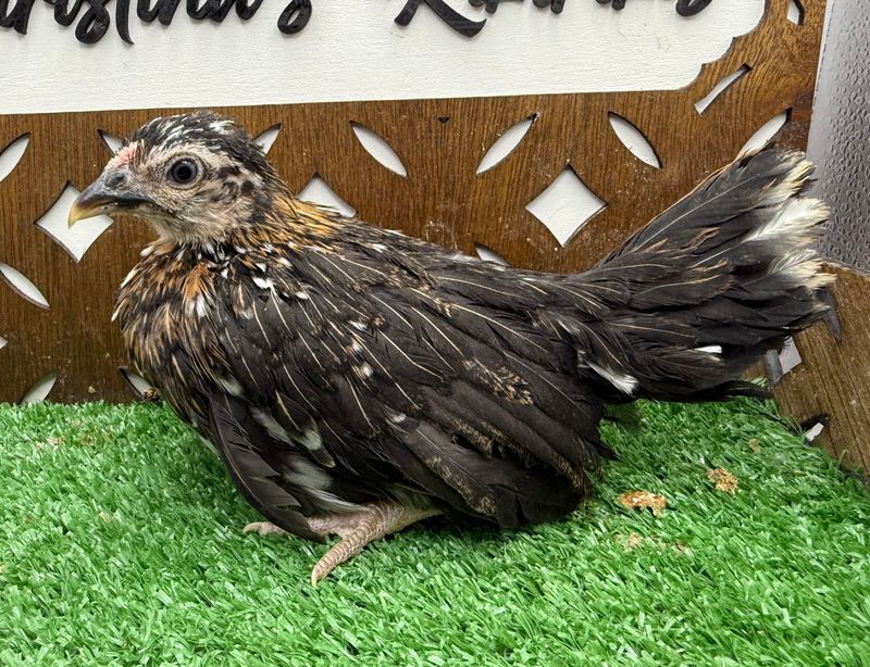 Possible Pullet