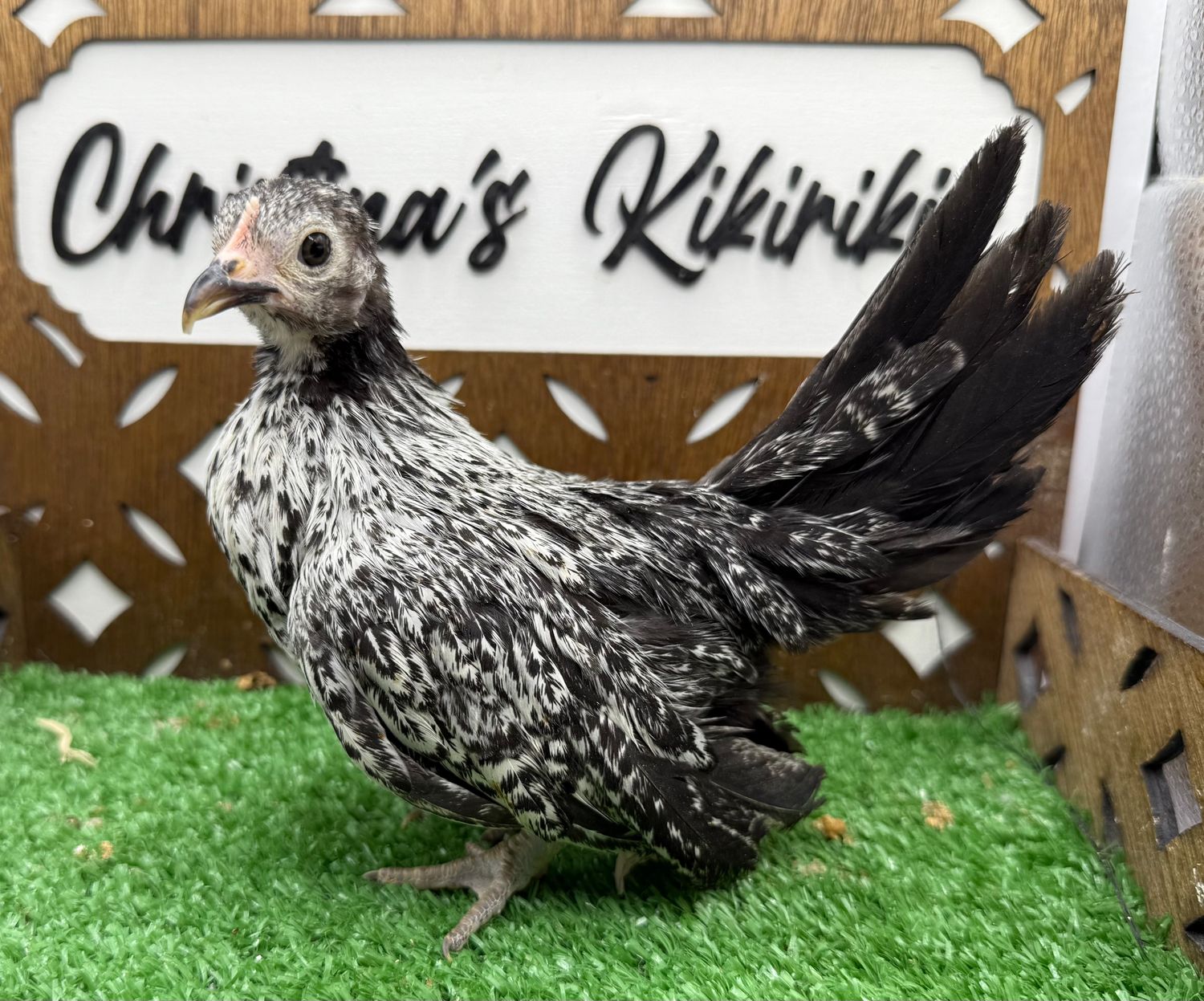 Possible Pullet