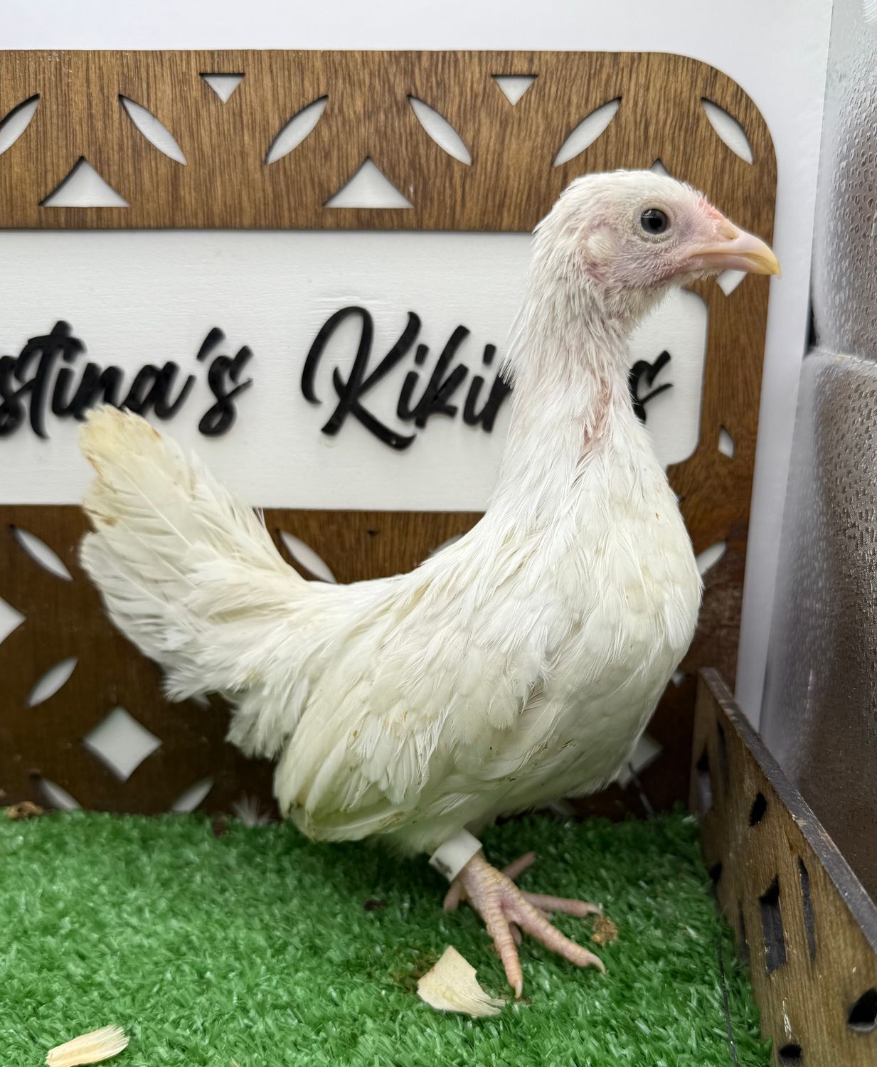 Possible Pullet