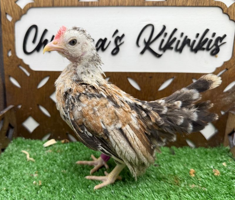 Cockerel