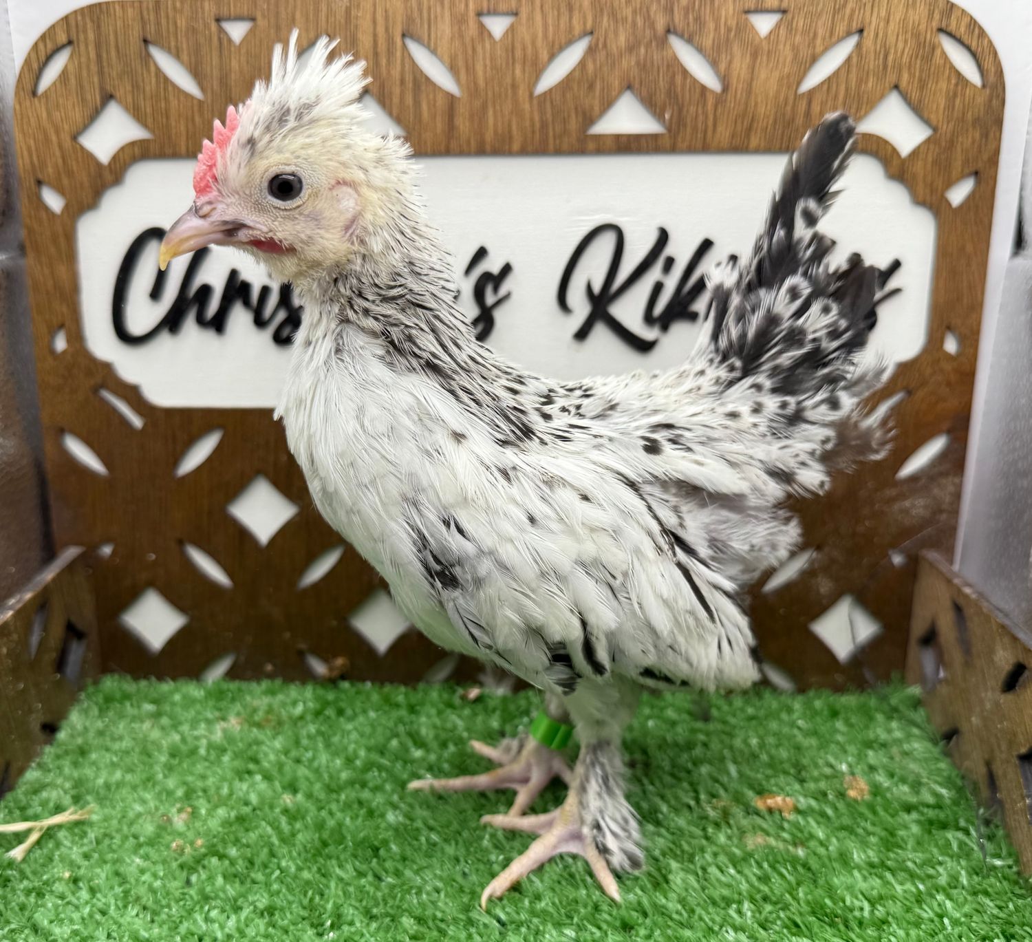 Cockerel