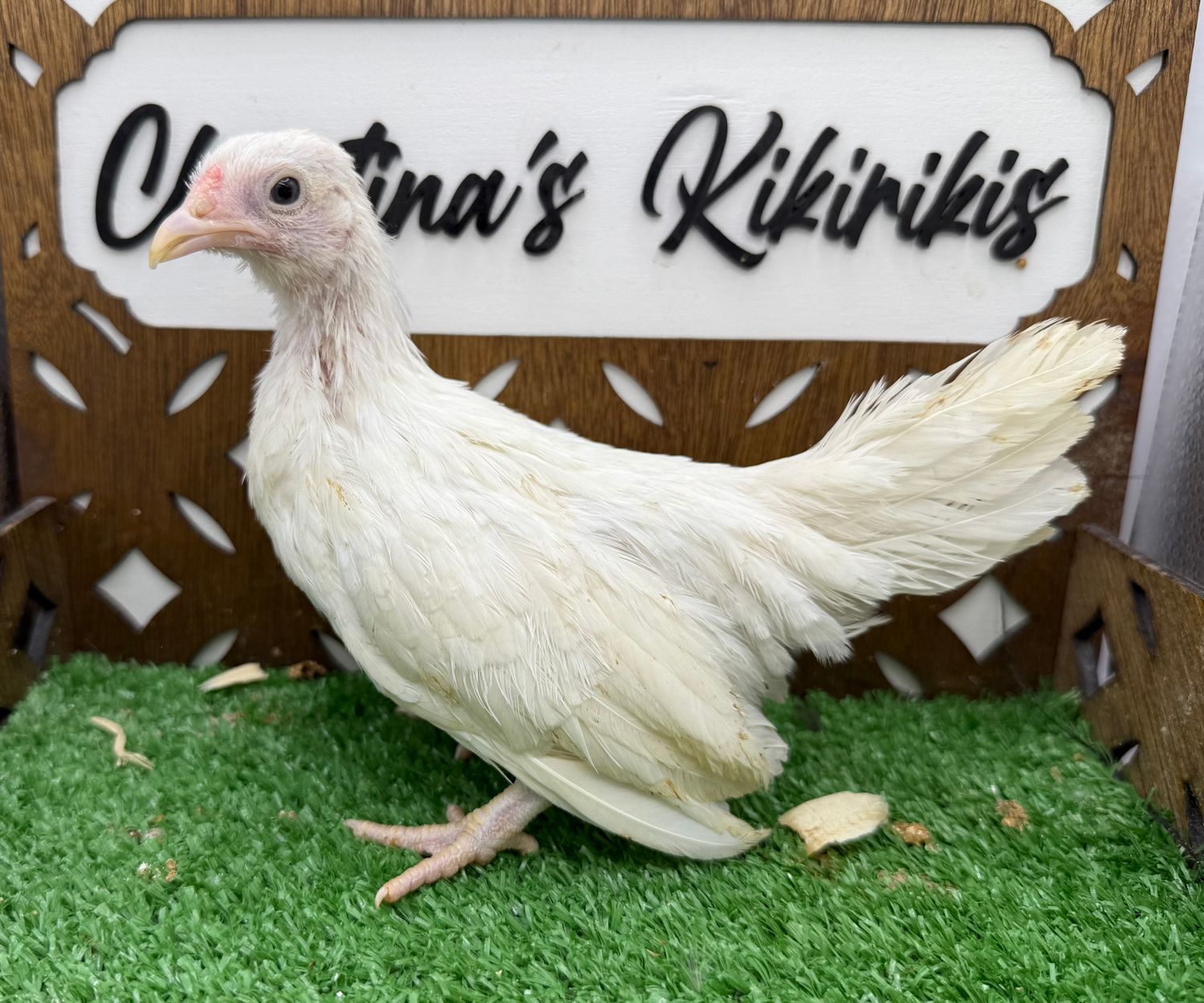 Possible Pullet