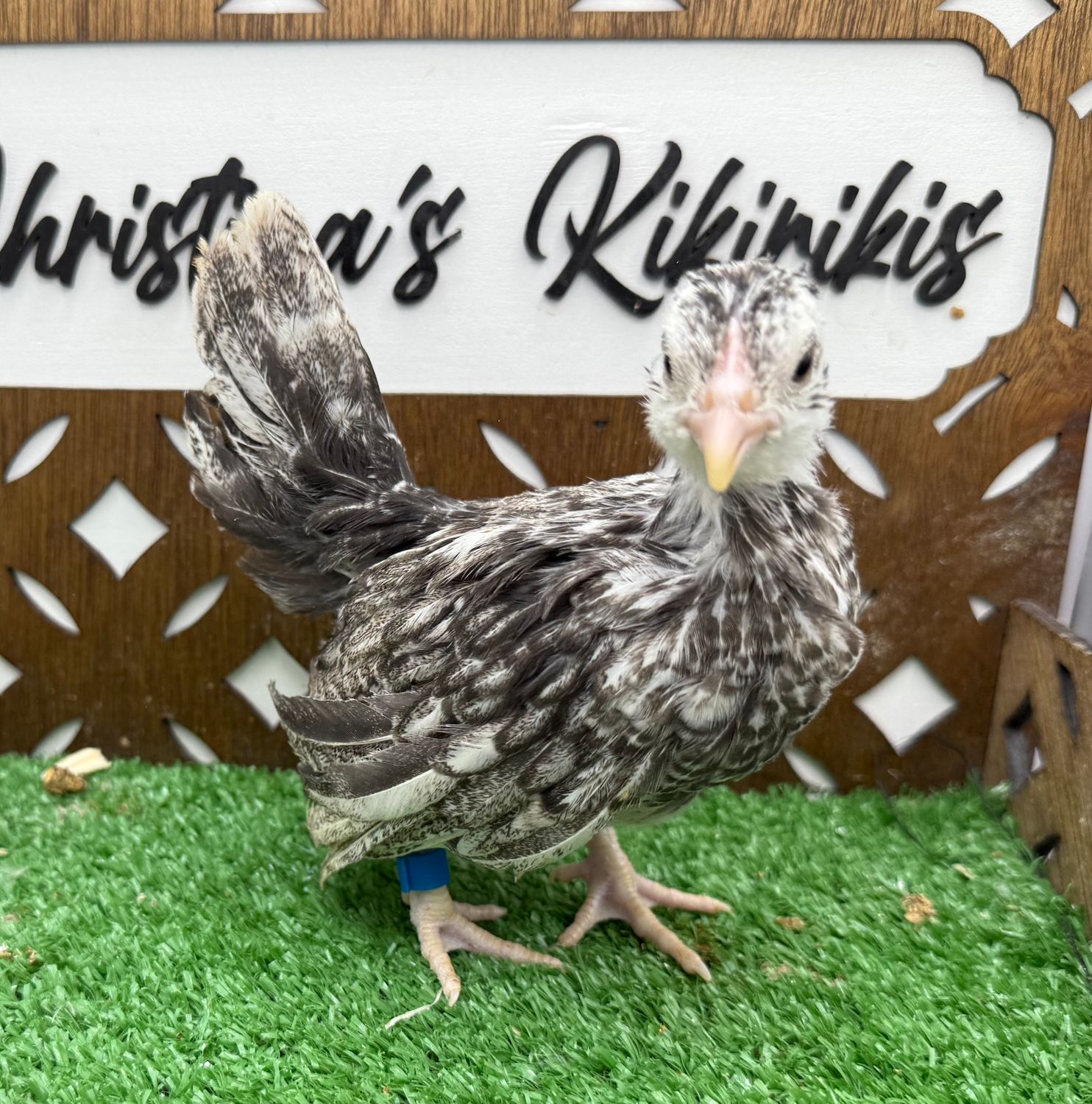 Possible Pullet