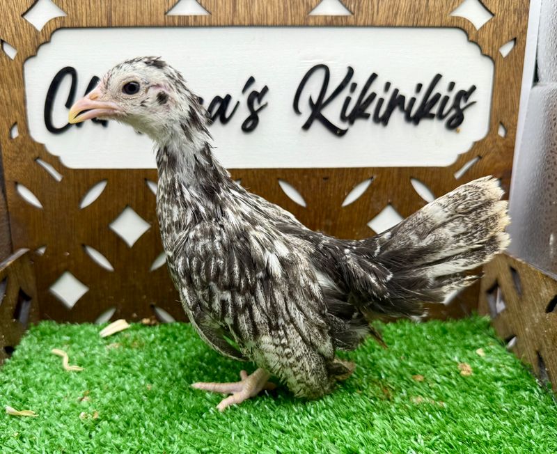Possible Pullet