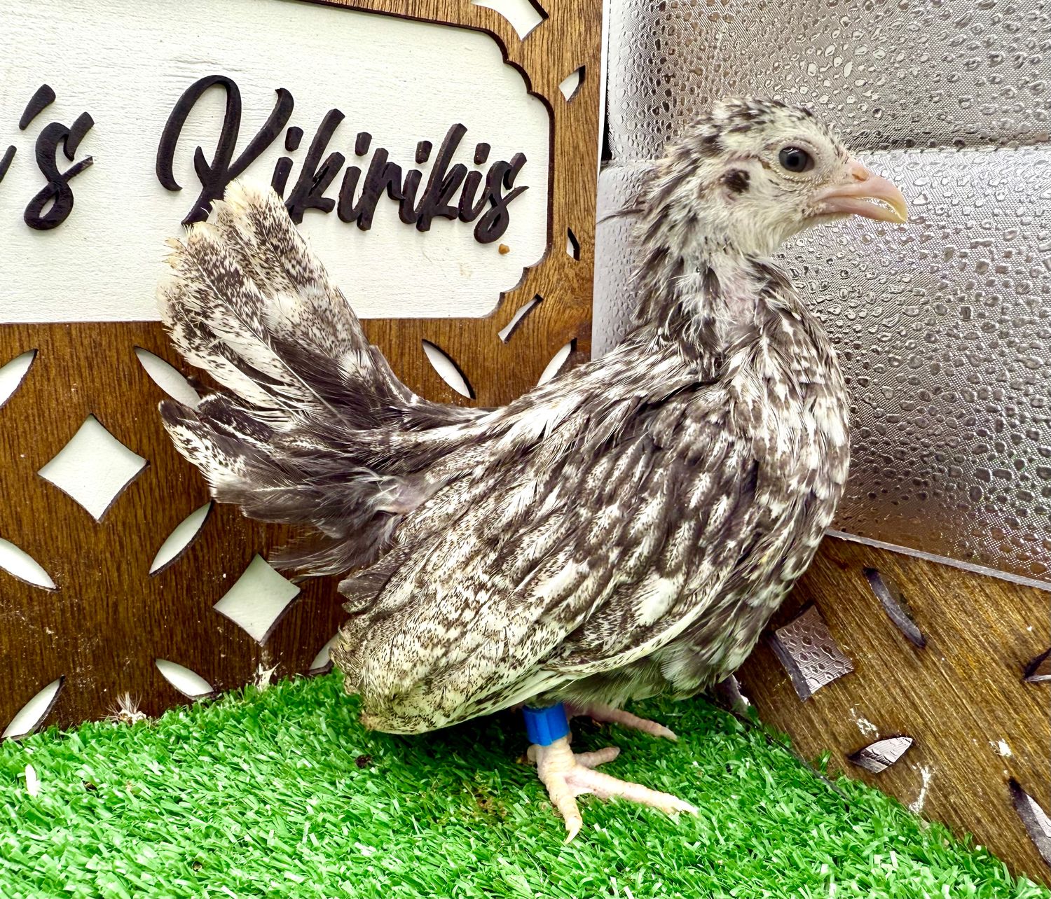 Possible Pullet
