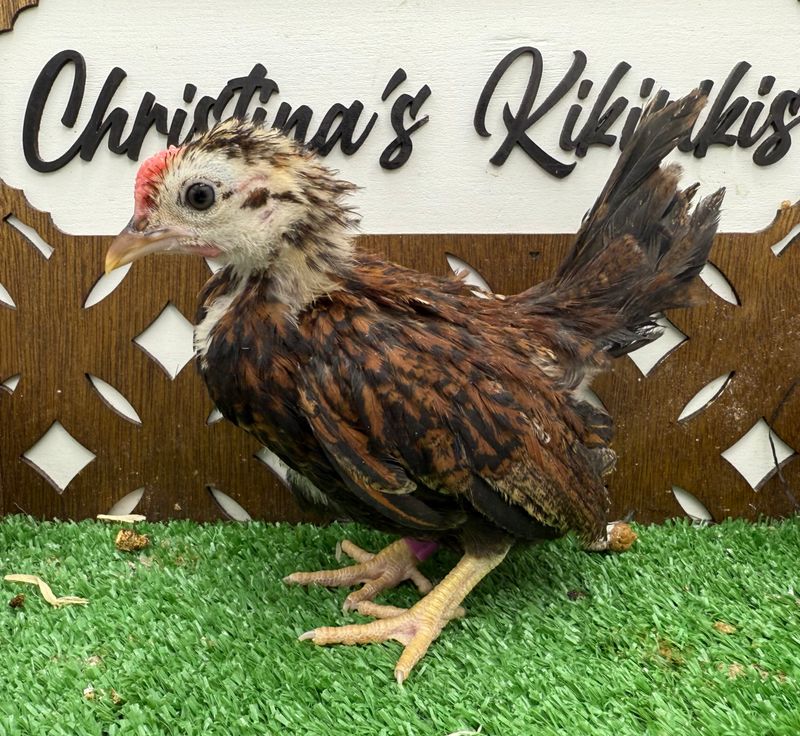 Cockerel