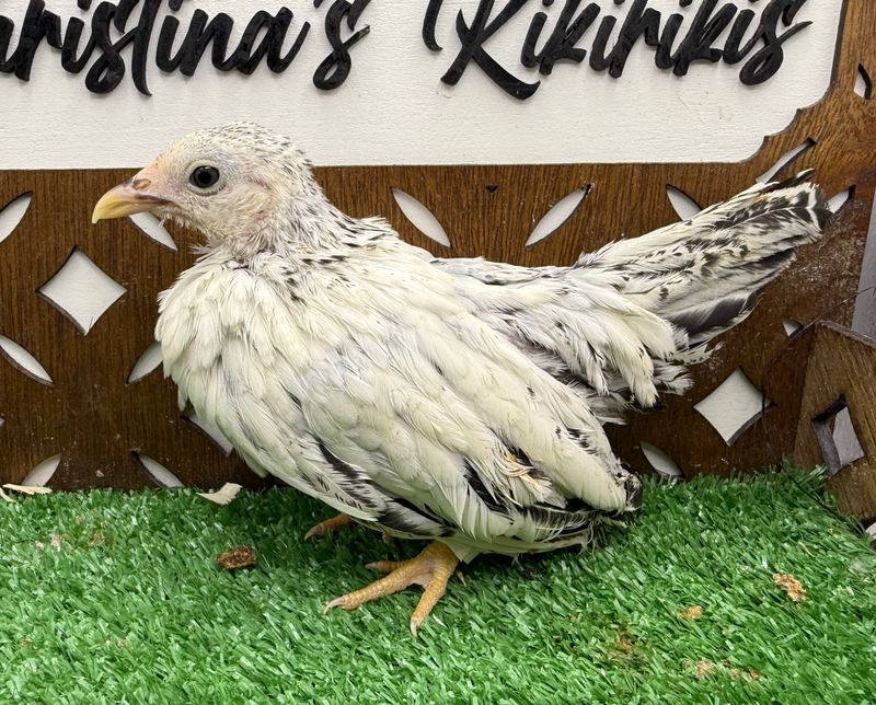 Possible Pullet