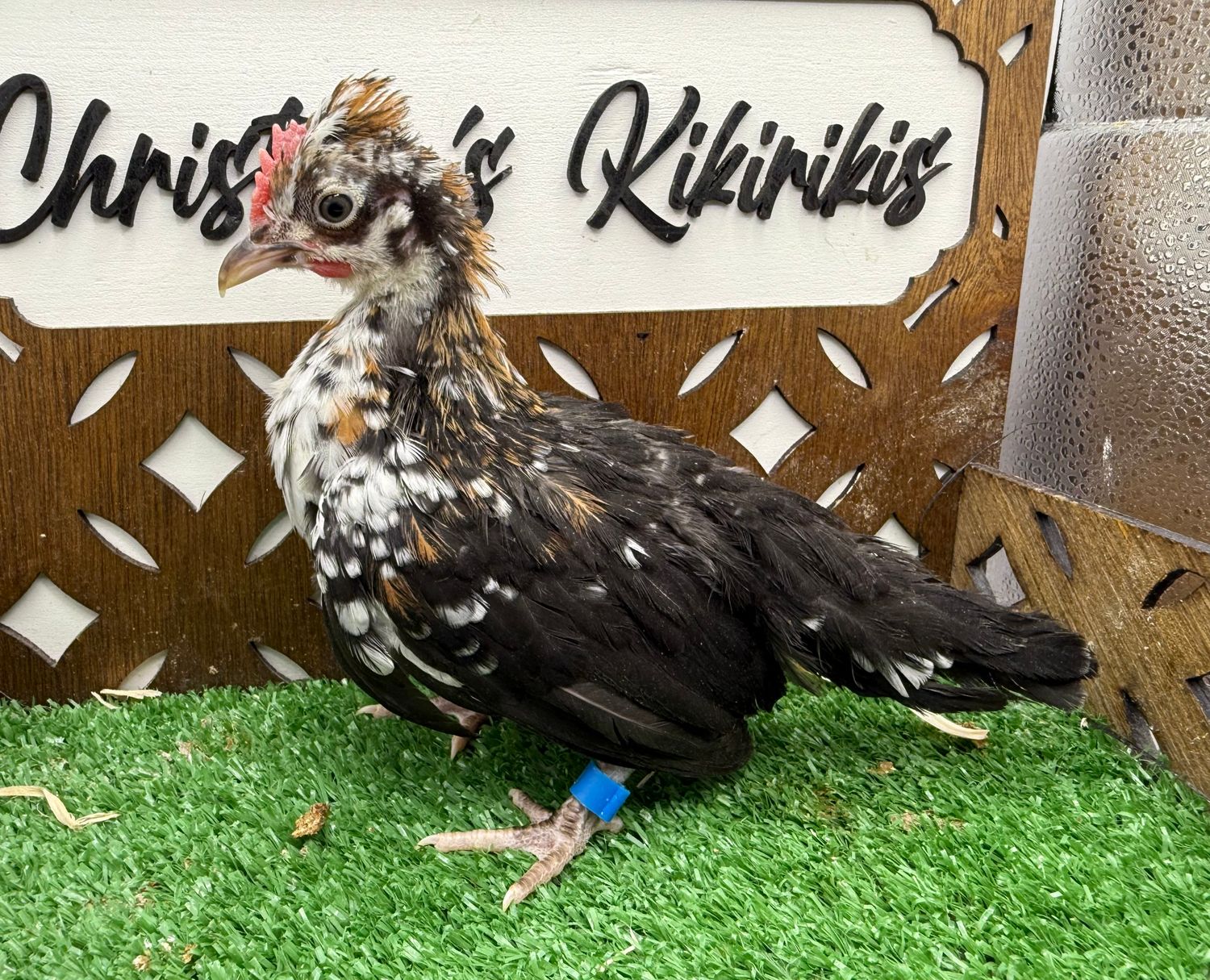 Cockerel