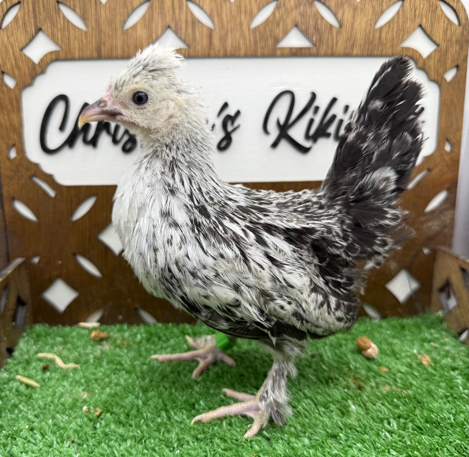Possible Pullet