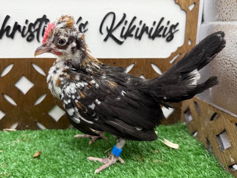 Cockerel