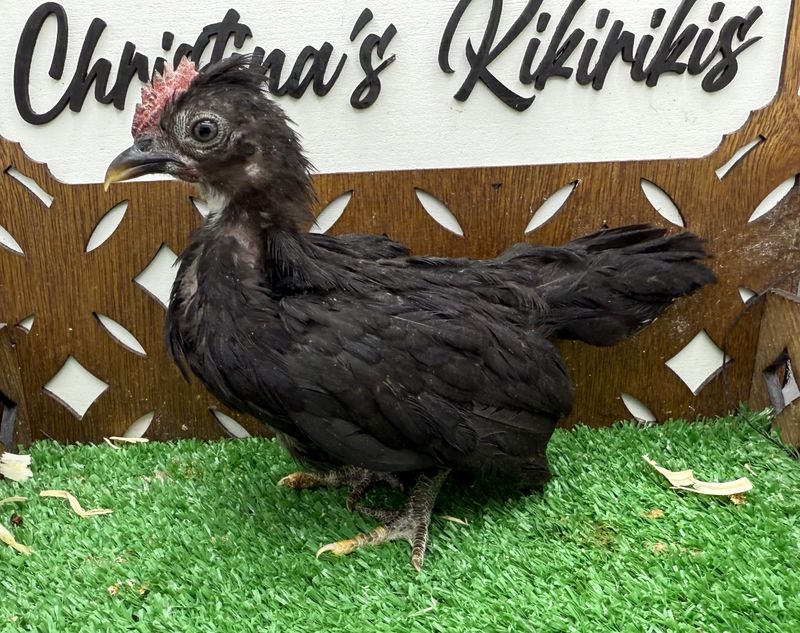 Cockerel