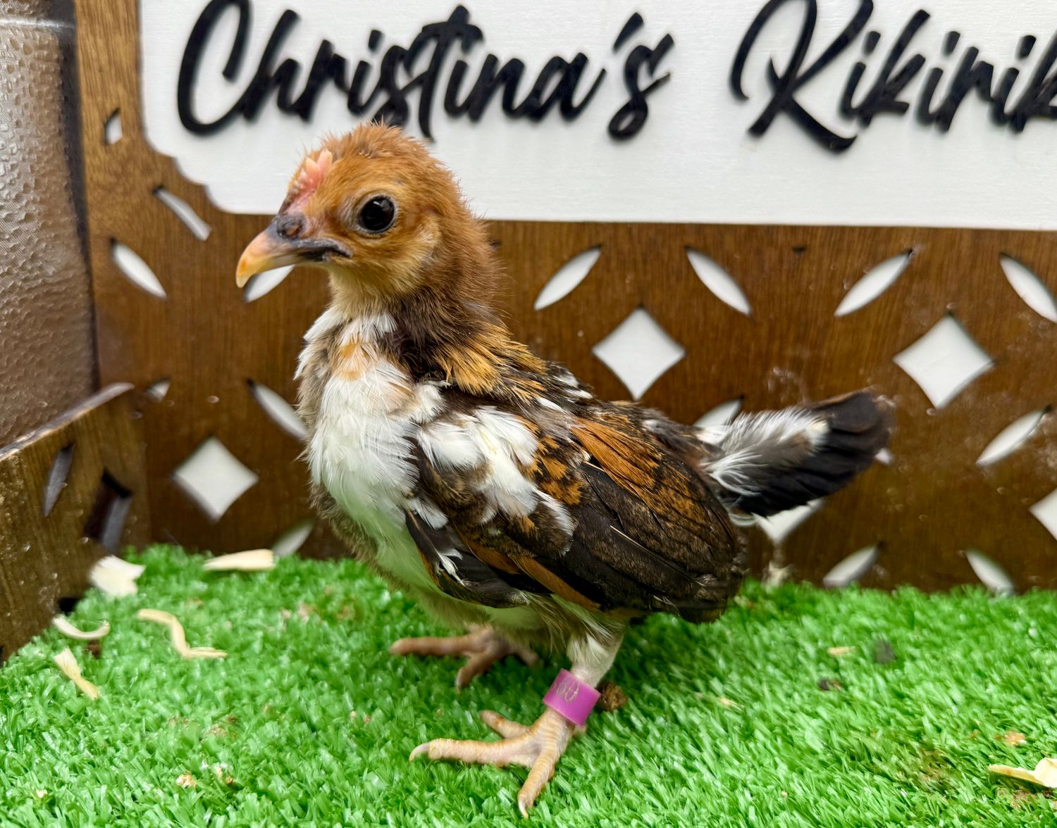 Cockerel