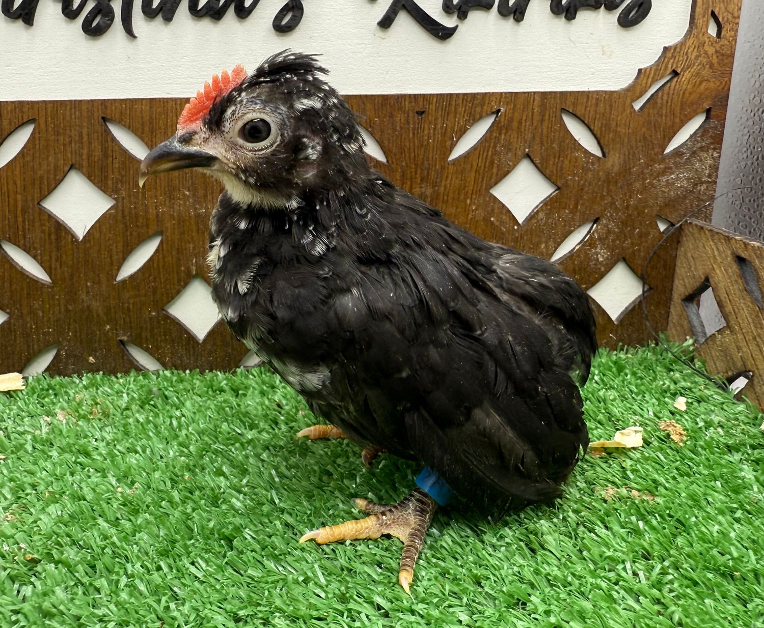 Cockerel