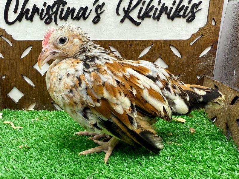 Cockerel