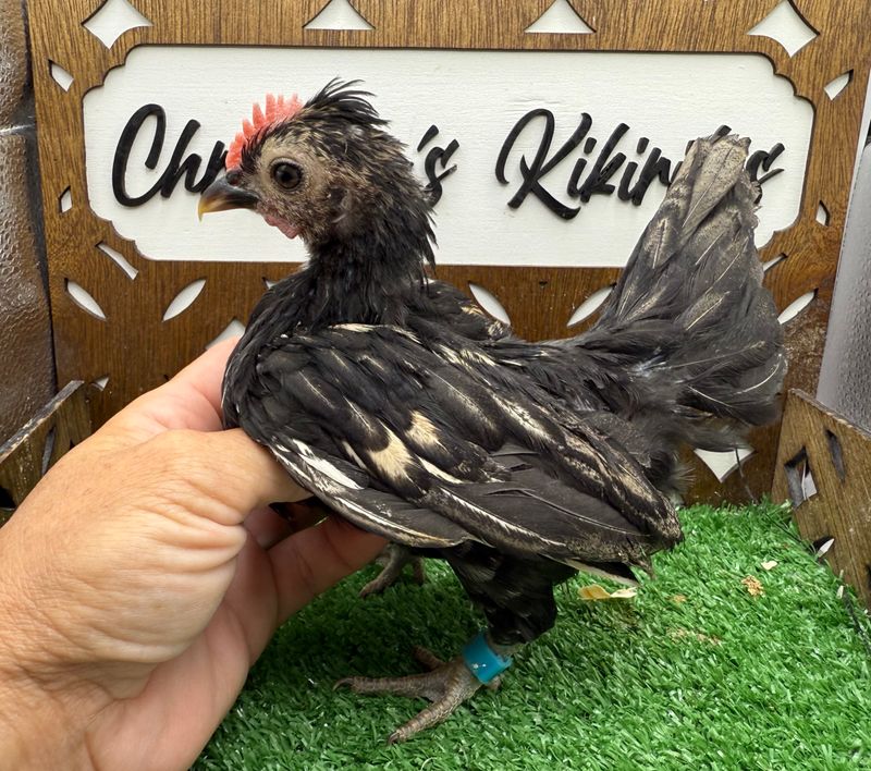 Cockerel