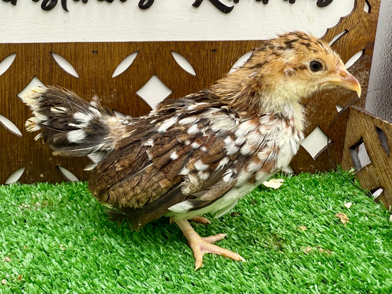 Possible Pullet