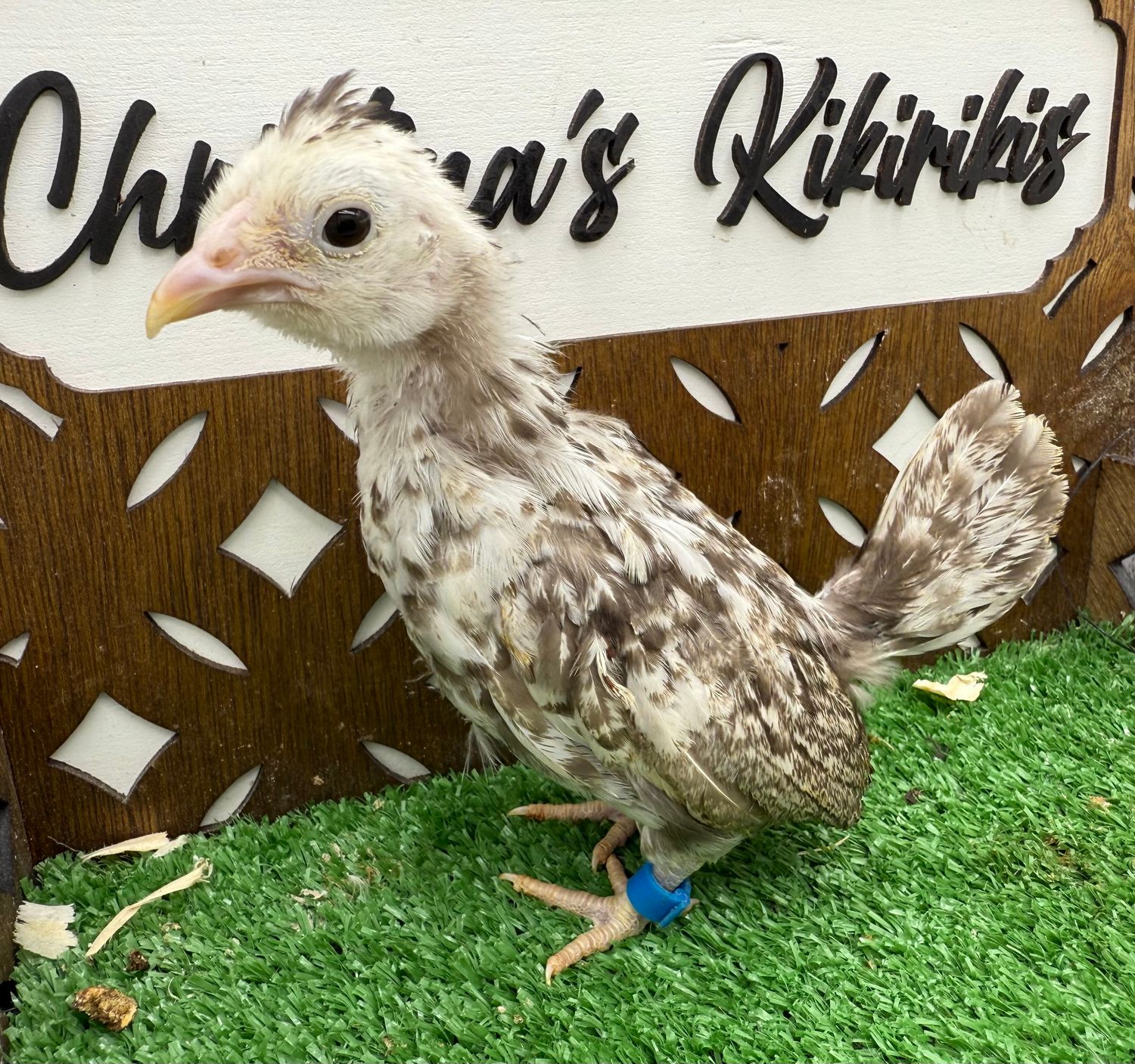 Possible Pullet SPECIAL NEEDS
