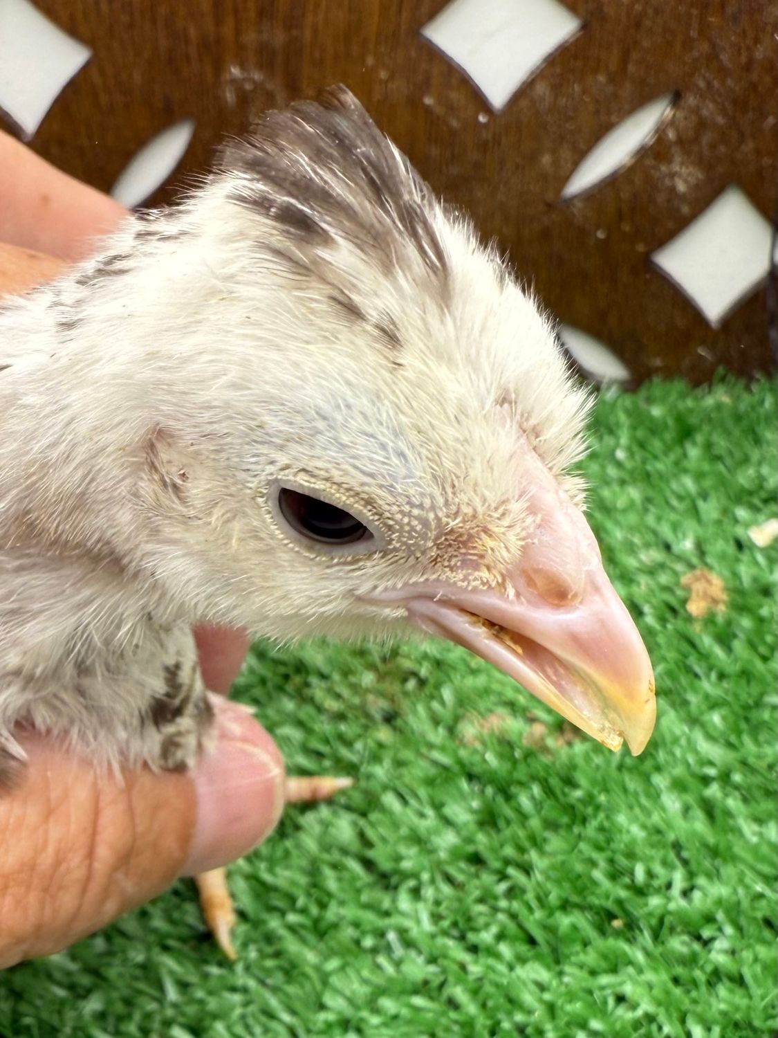 Possible Pullet SPECIAL NEEDS