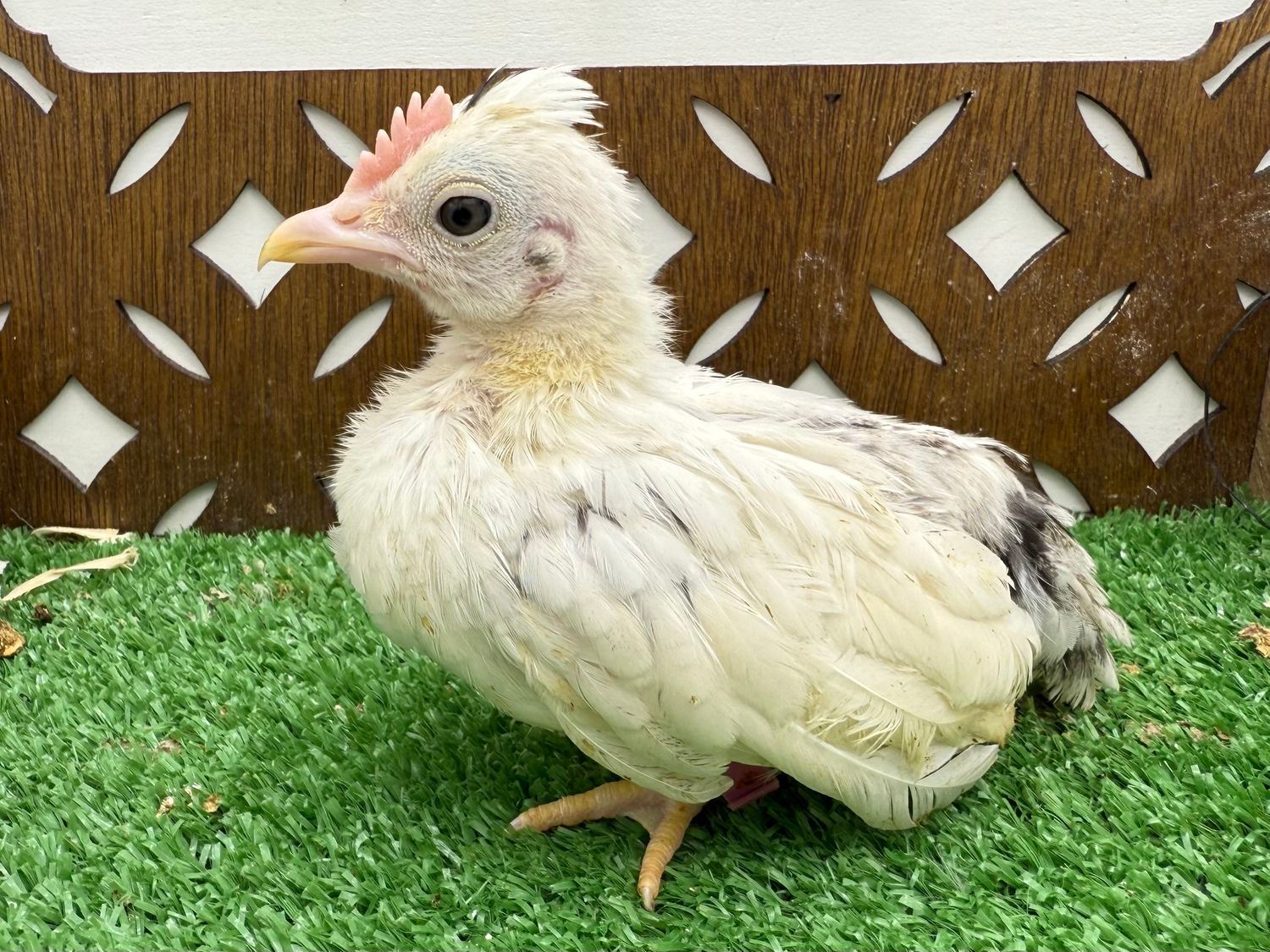 Cockerel