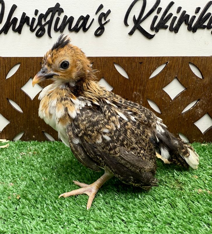 Possible Pullet
