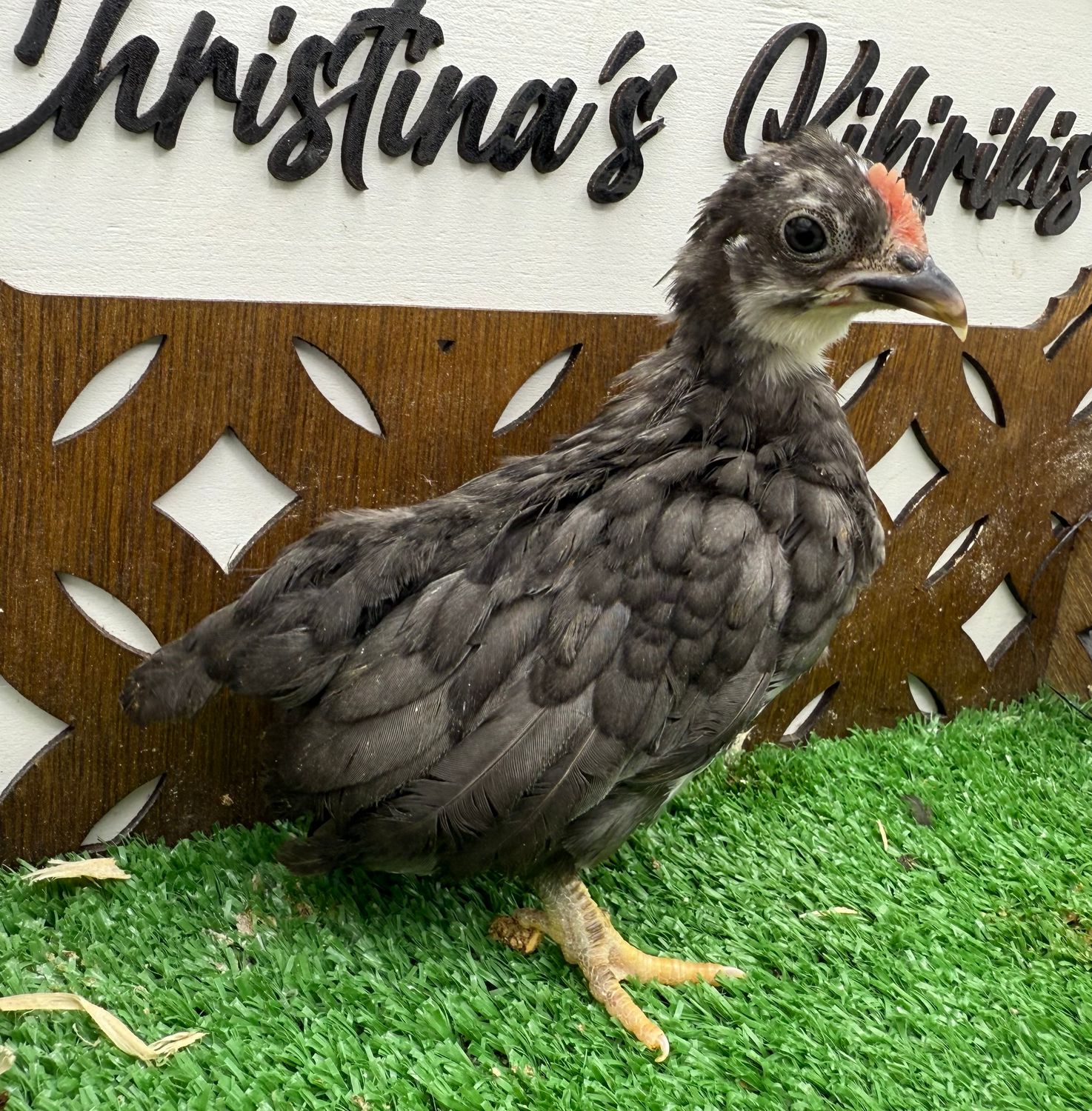 Cockerel