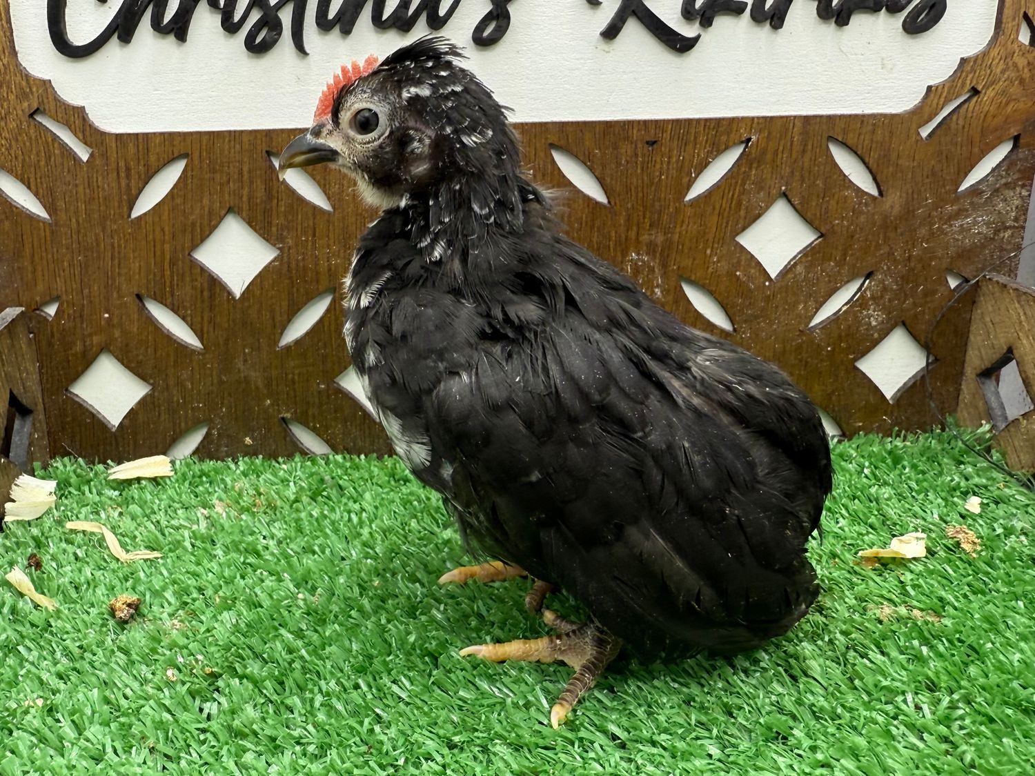 Cockerel