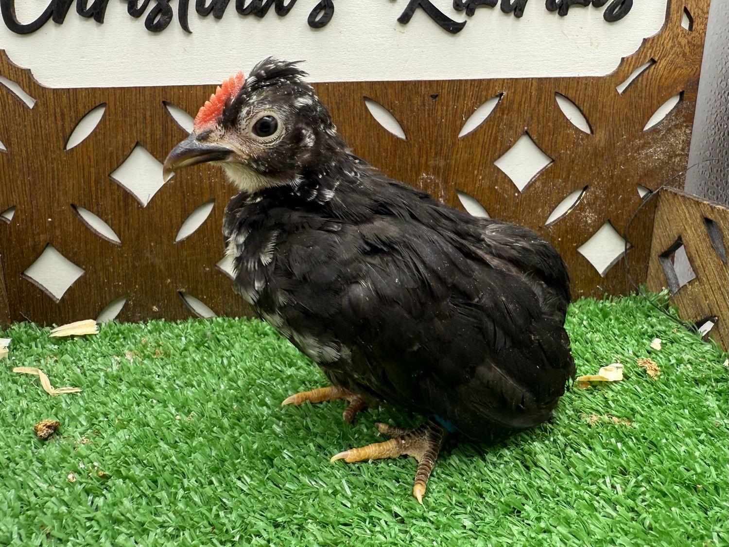 Cockerel