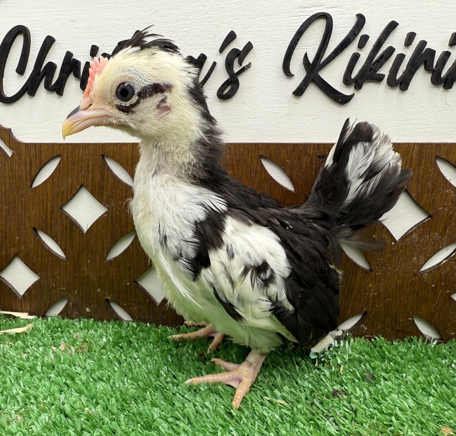 Cockerel