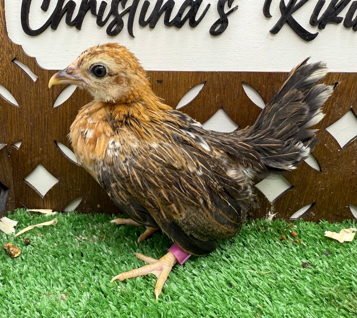 Possible Pullet
