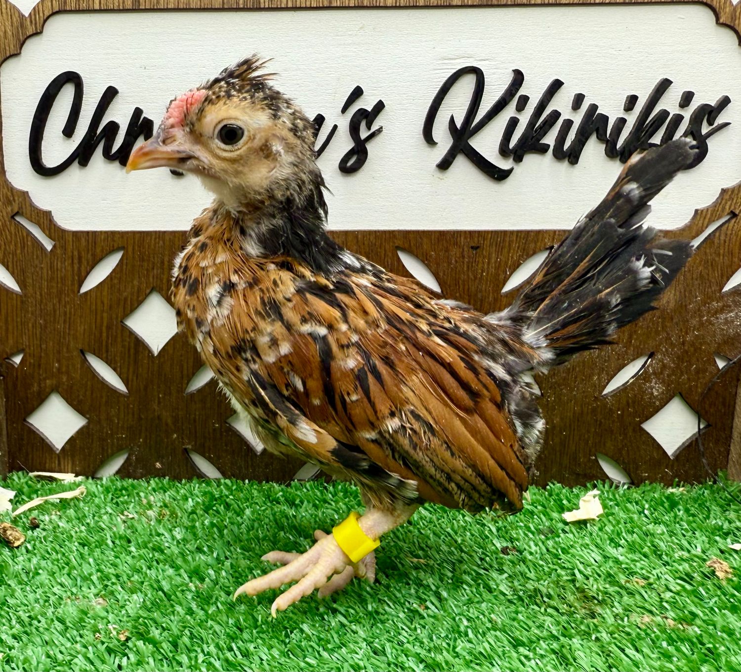 Cockerel