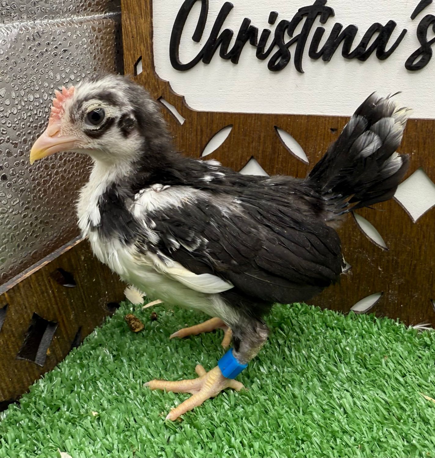 Cockerel