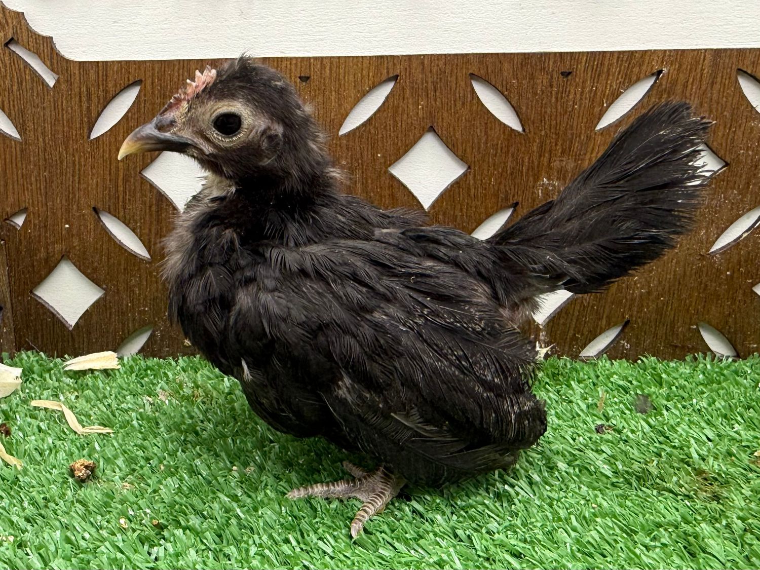 Cockerel