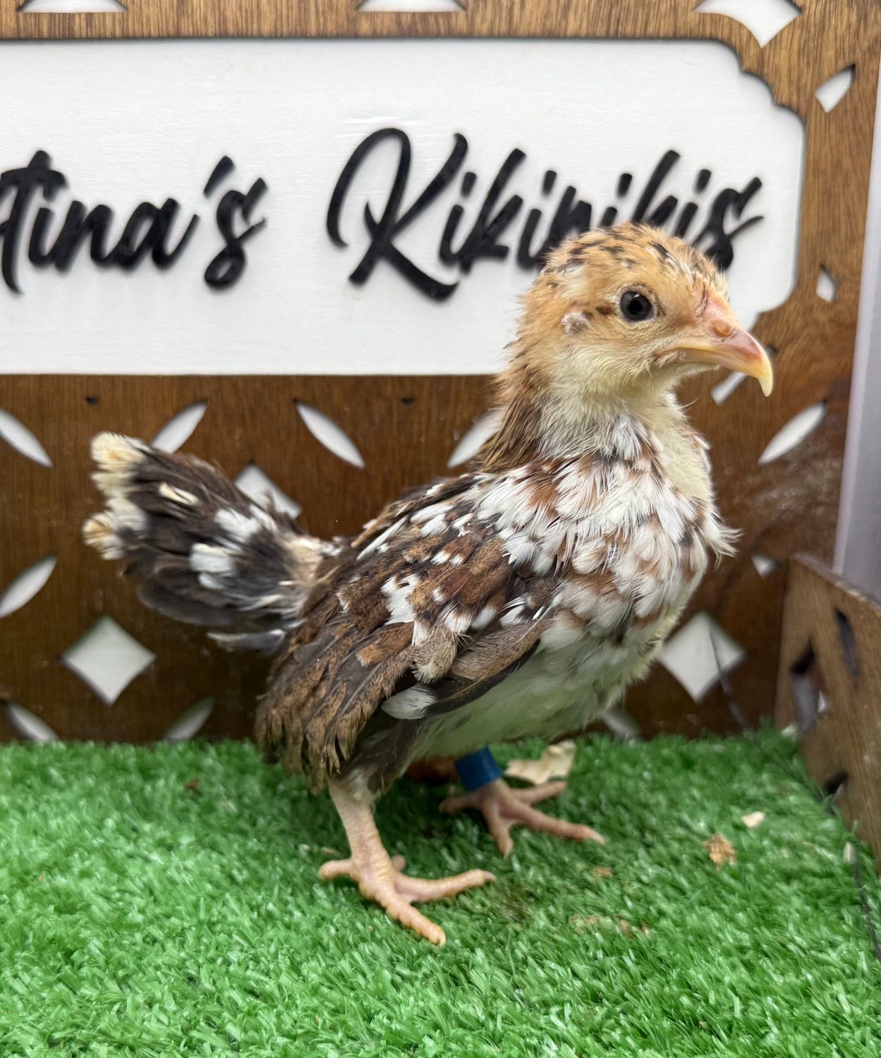 Possible Pullet