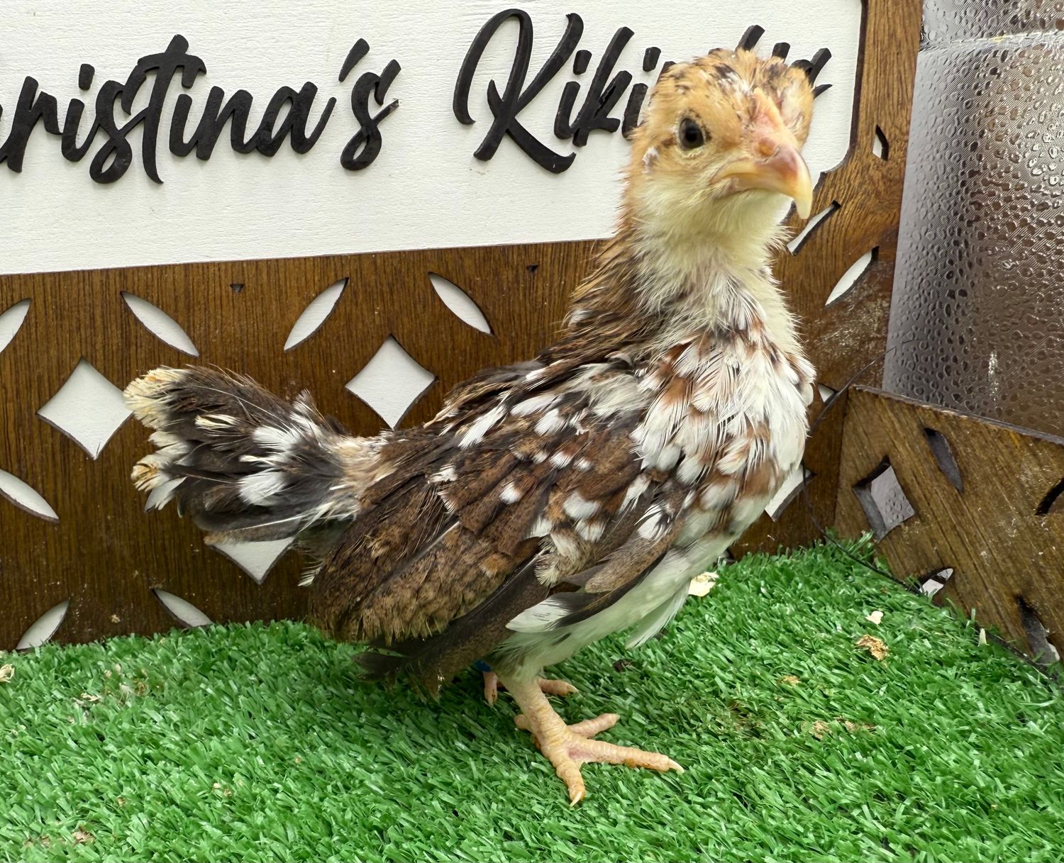Possible Pullet