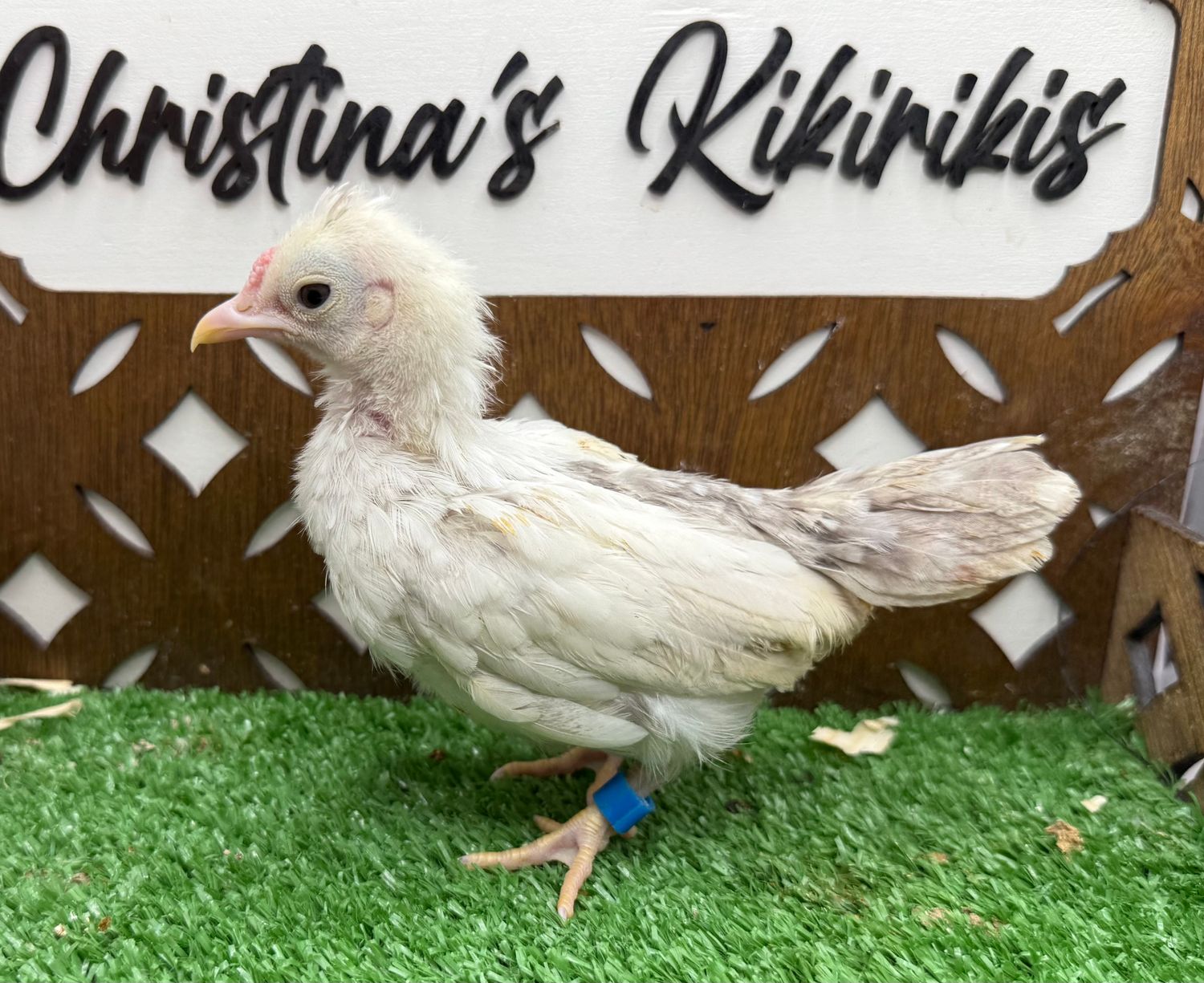 Cockerel