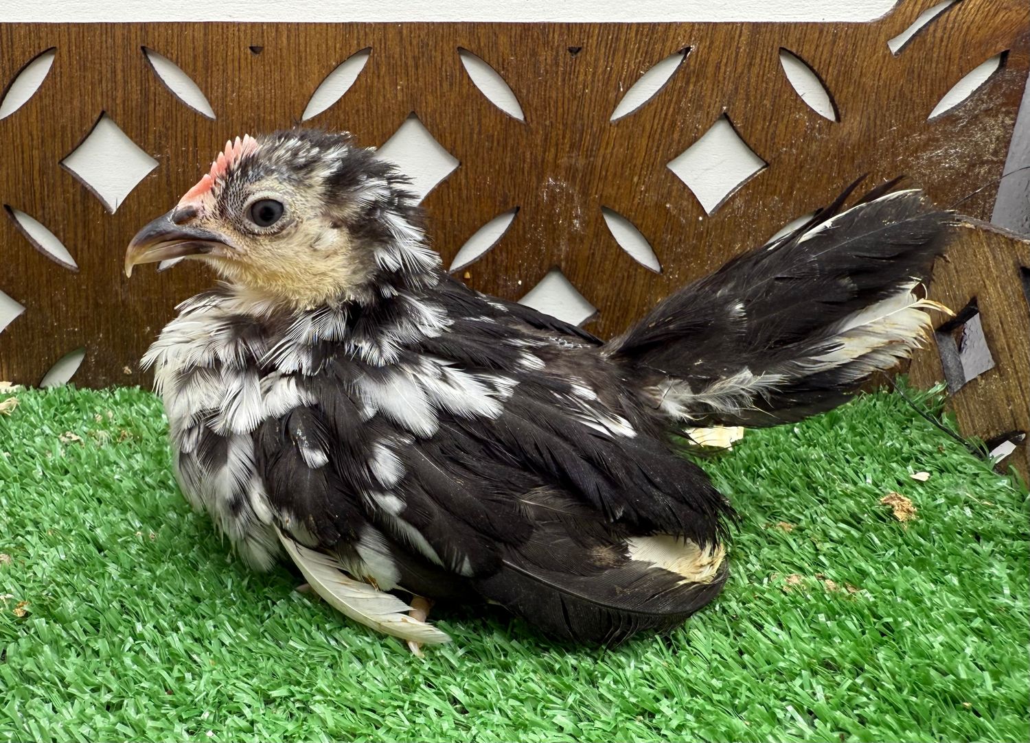 Cockerel