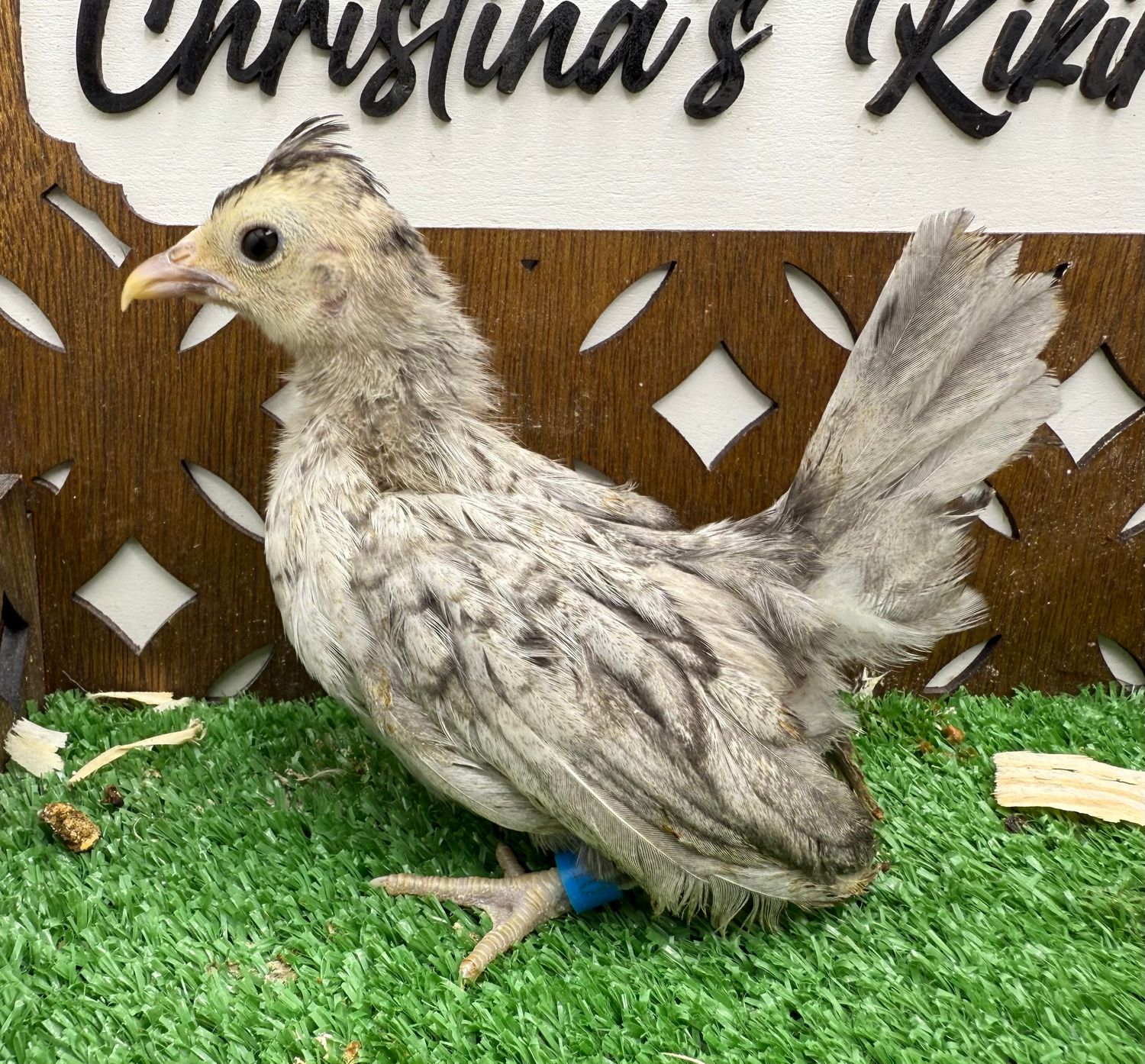 Possible Pullet