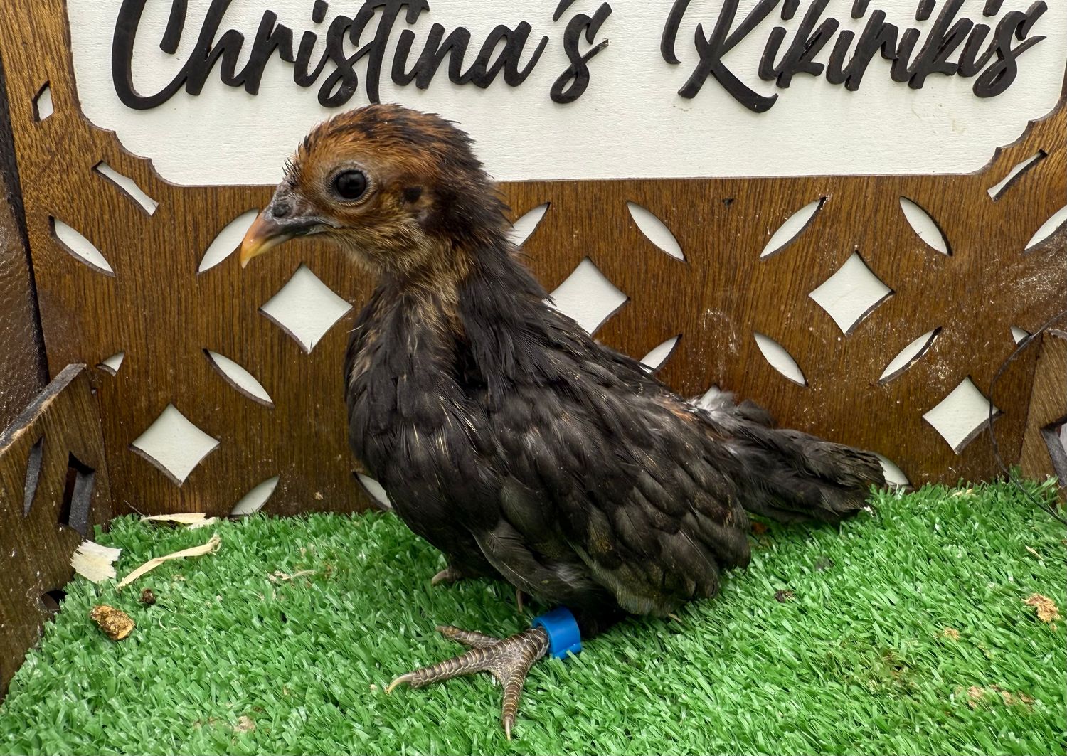 Possible Pullet