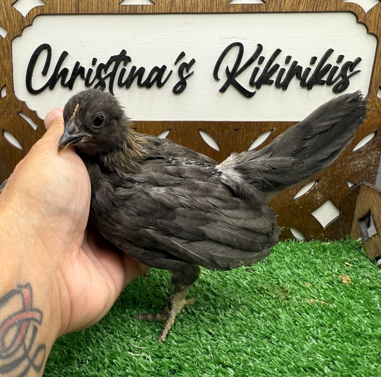 Possible Pullet