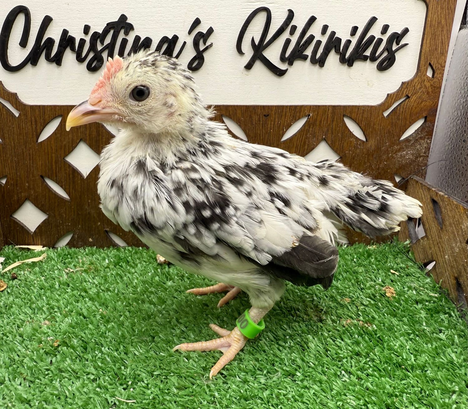 Cockerel