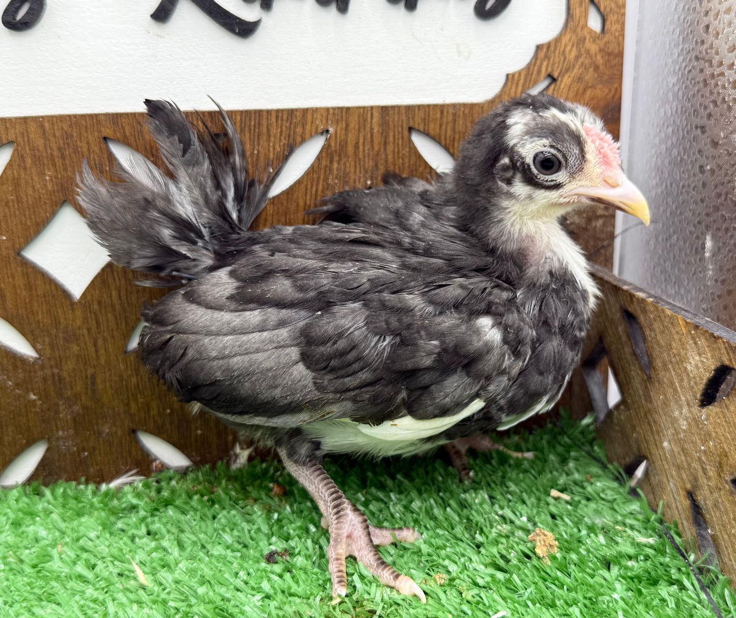 Cockerel