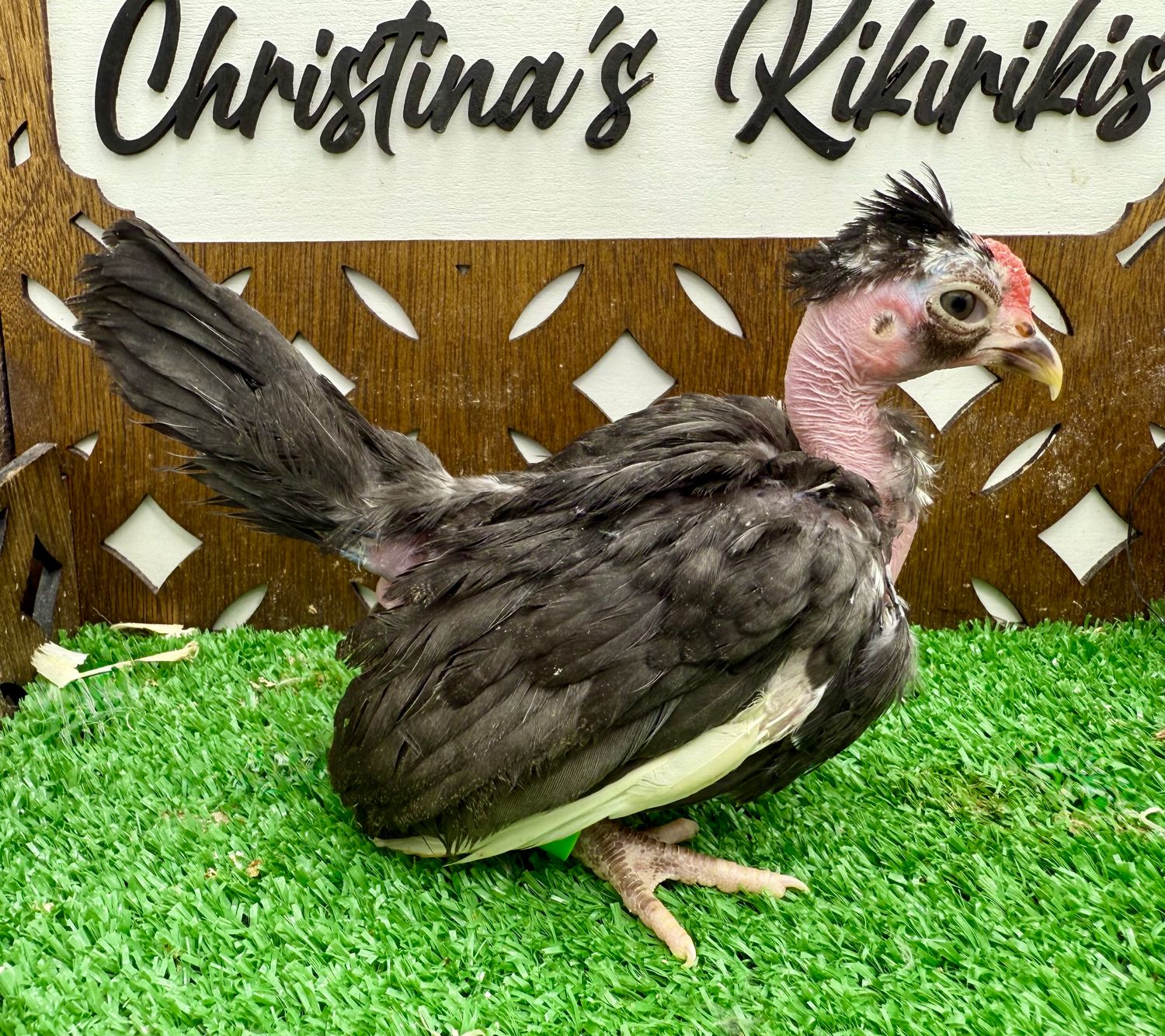 Cockerel