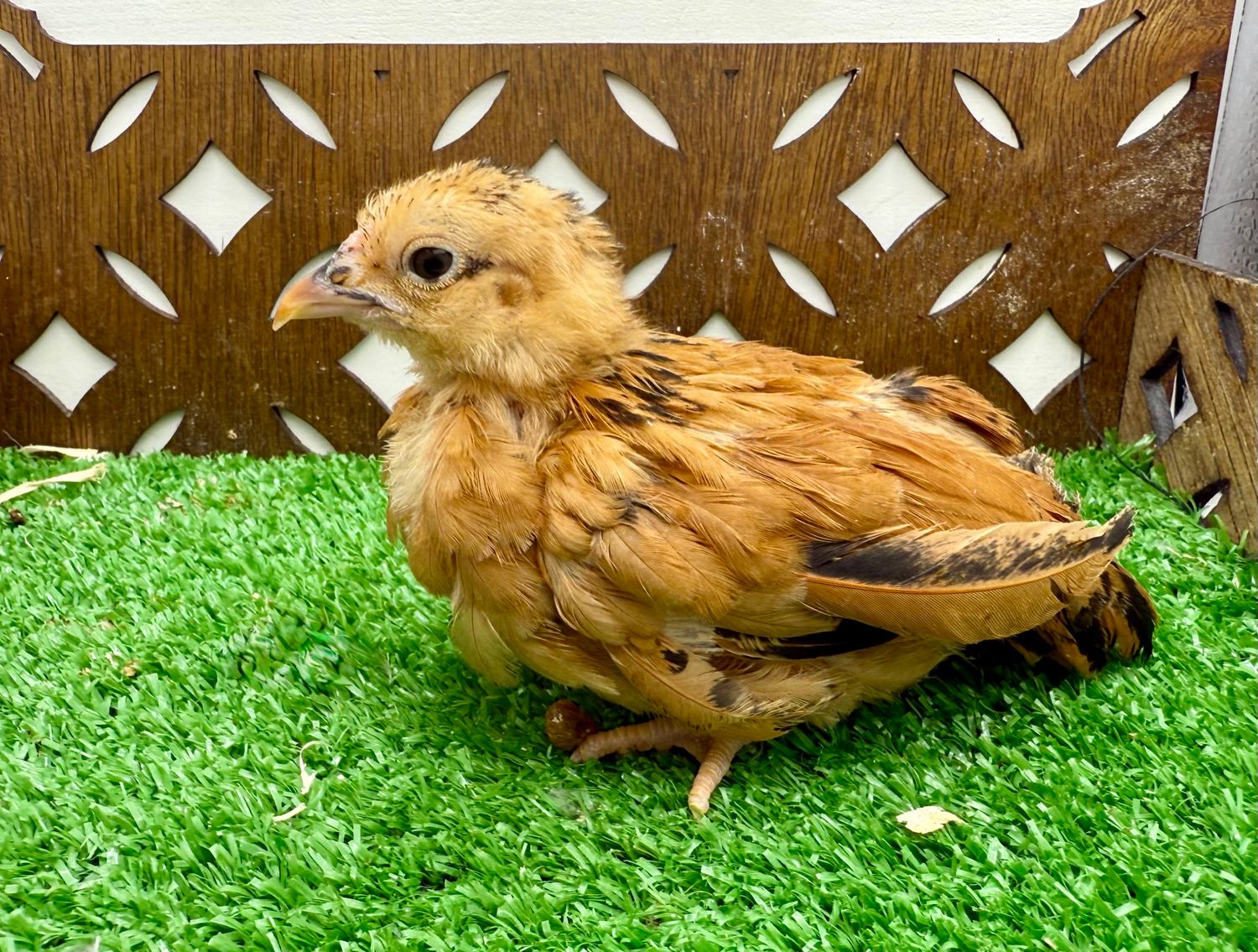 Gender Unknown