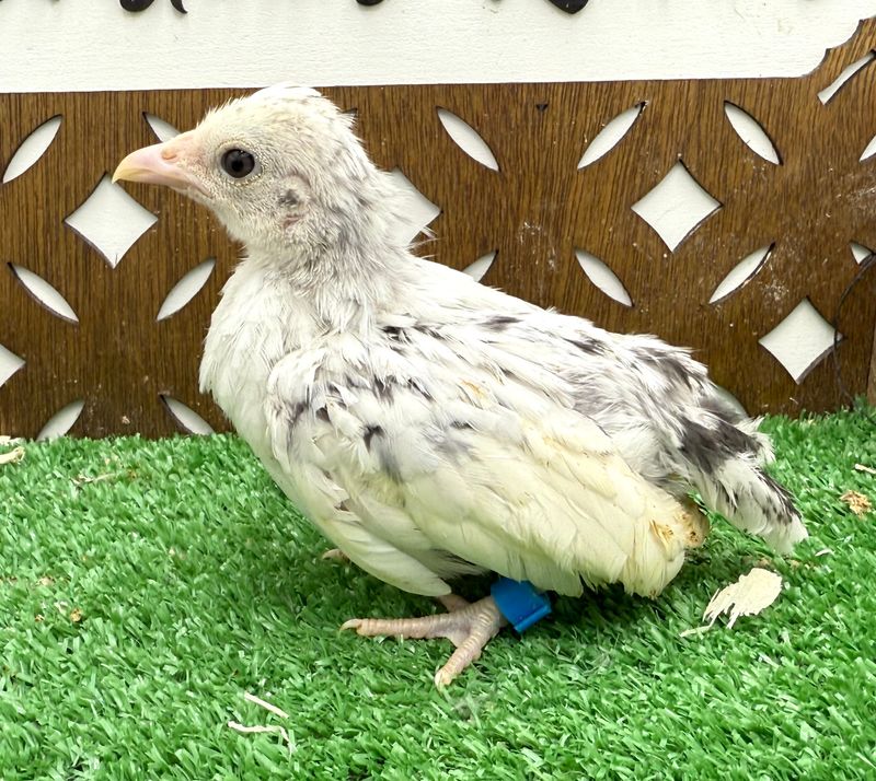 Possible Pullet