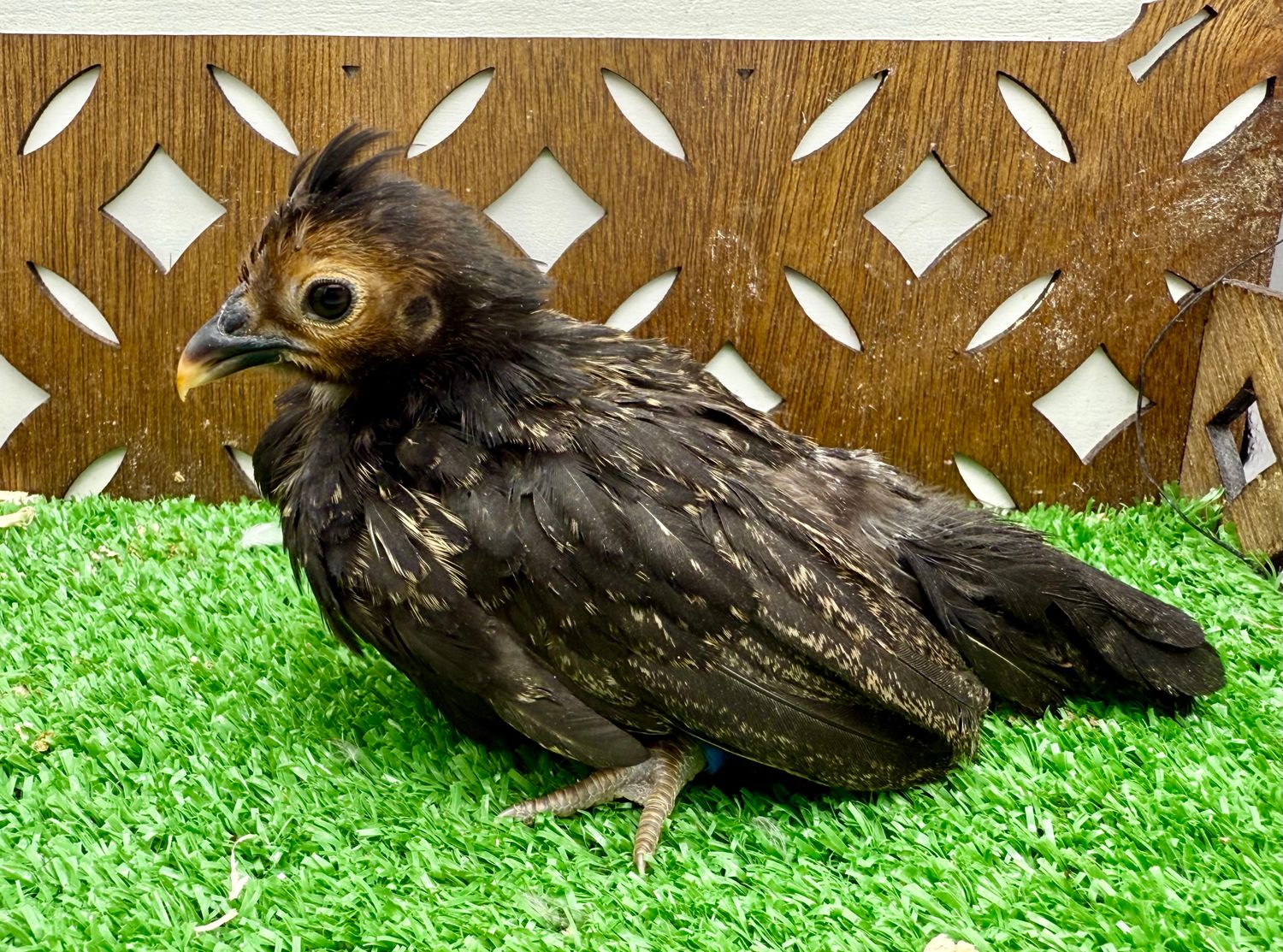 Possible Pullet